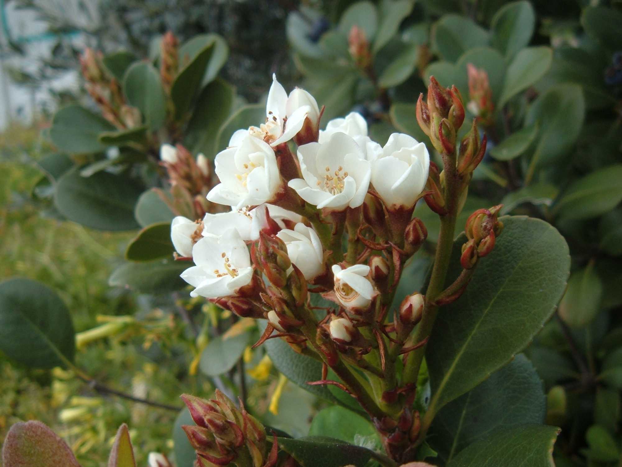 Raphiolepis umbellata